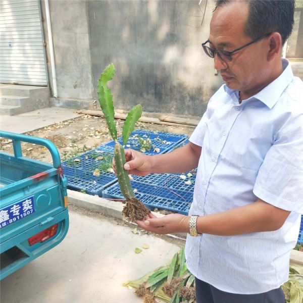 辽阳市火龙果盆栽种植