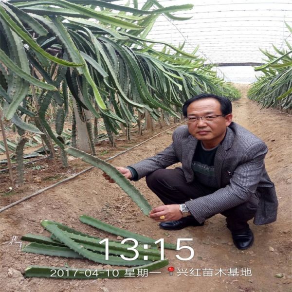 辽阳市火龙果盆栽种植