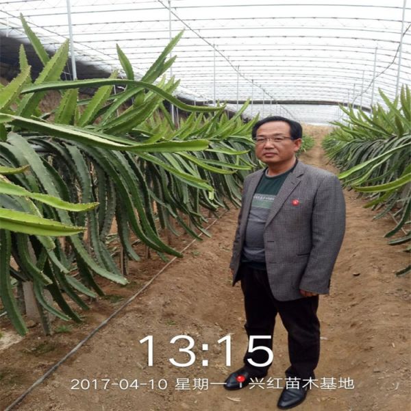 兰州市火龙果苗种植盆栽