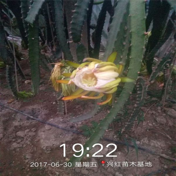 池州市火龙果苗种植盆栽