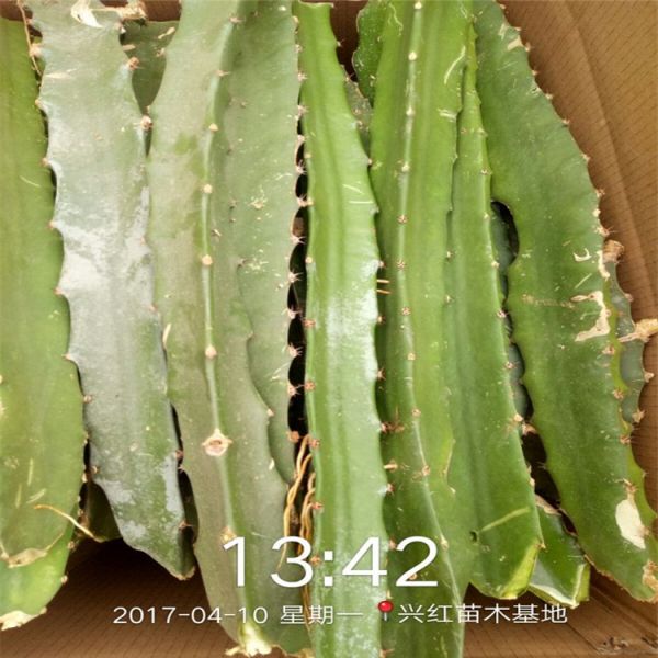 池州市火龙果苗种植盆栽