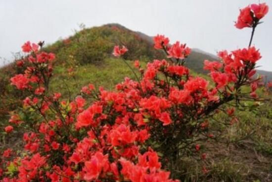 杜鹃花叶子干枯怎么办，要调整光照浇水