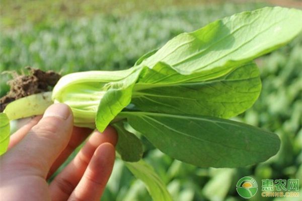 简单易学的家庭小白菜种植步骤及技术要点-图片版权归惠农网所有