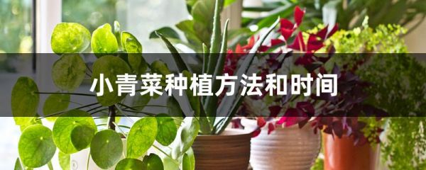 小青菜种植方法和时间