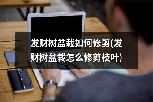 发财树盆栽如何修剪(发财树盆栽怎么修剪枝叶)