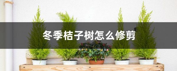 冬季桔子树怎么修剪