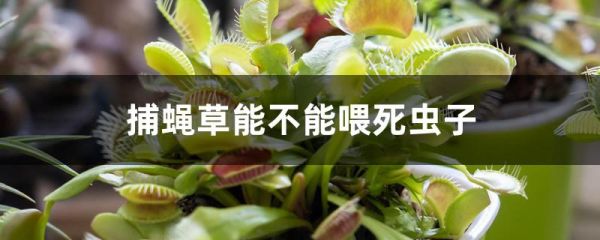 捕蝇草能不能喂死虫子