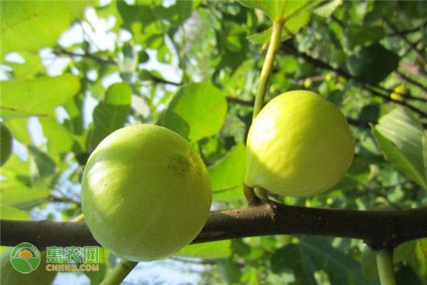 无花果树的栽培与管理要点-图片版权归惠农网所有