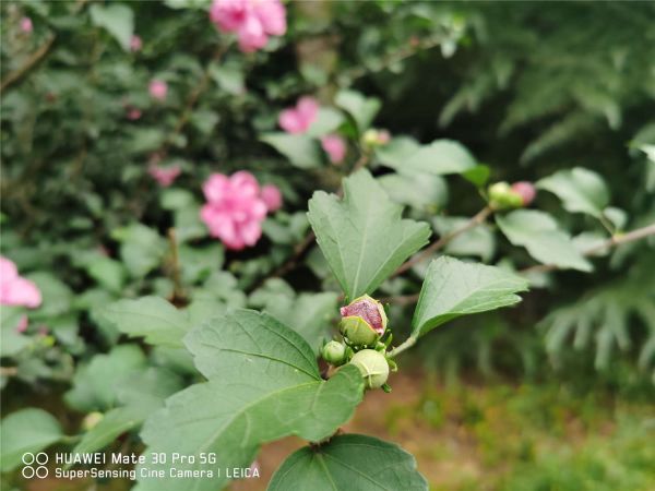 木槿花