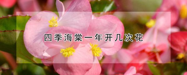 四季海棠一年开几次花