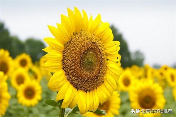 代表夏天的花有哪些（夏天十种最美的花推荐）