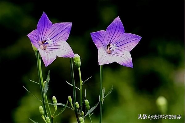 代表夏天的花有哪些（夏天十种最美的花推荐）