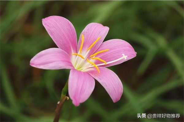 代表夏天的花有哪些（夏天十种最美的花推荐）