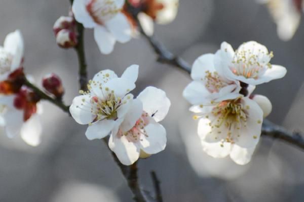 冬天室外冻不死的绿植有哪些，常见的有牡丹、梅花、铁线莲等