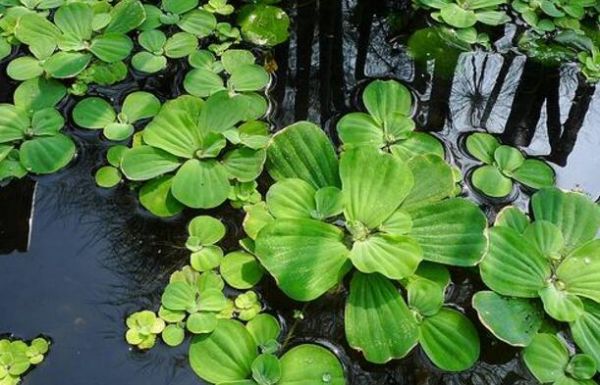 水芙蓉花的寓意有哪些？水芙蓉一般什么时间开花