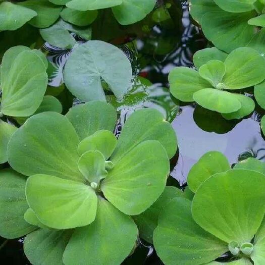  水芙蓉 水生植物 水植 改善水质 芙蓉花