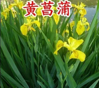 黄菖蒲 