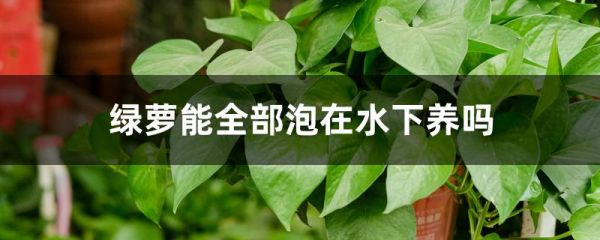 绿萝能全部泡在水下养吗