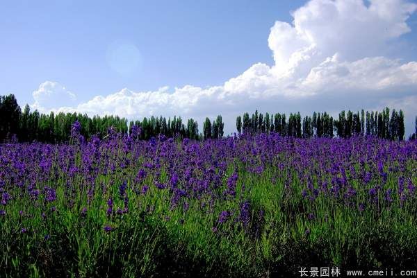 薰衣草种子发芽出苗开花图片