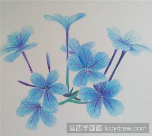 丁香花彩铅画教程