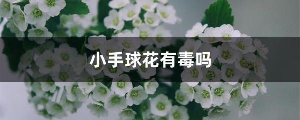 小手球花有毒吗