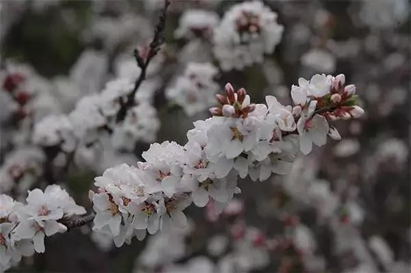 樱花树能长樱桃吗？三点说明樱花和樱桃之间的复杂关系