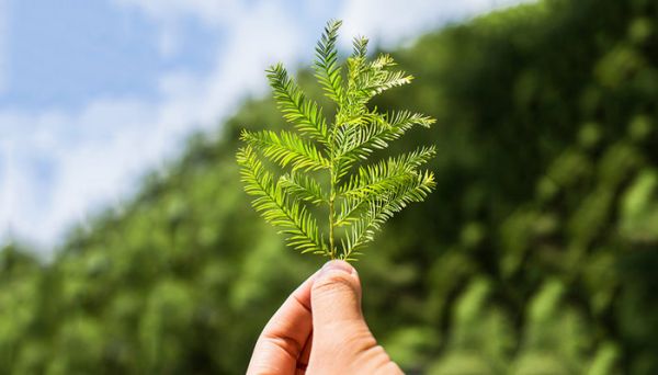 有植物熊猫之称的是 有植物熊猫之称的是什么