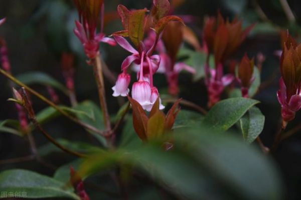 家里适合养灯笼花吗（风水学灯笼花可以在室内养殖吗）