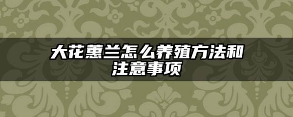 大花蕙兰怎么养殖方法和注意事项