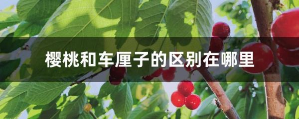 樱桃和车厘子的区别在哪里