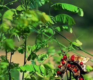 代表相思的植物——浓情花语（浪漫花海中）