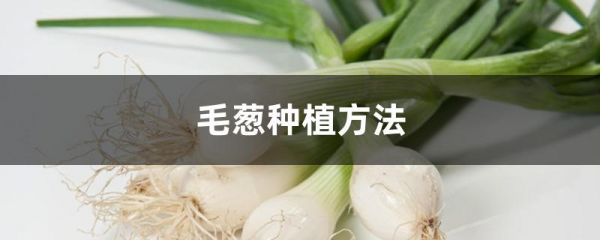 毛葱种植方法