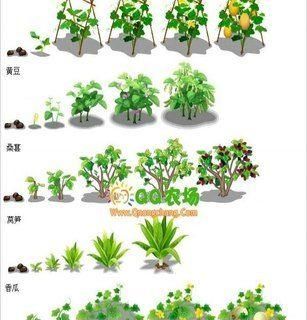 黄豆种植时间和方法的全面解析（以田间管理和栽培技术为重点）