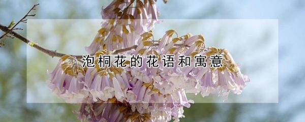 泡桐花的花语和寓意