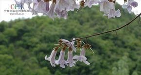 泡桐花的花语和寓意（一朵盛开的泡桐花）