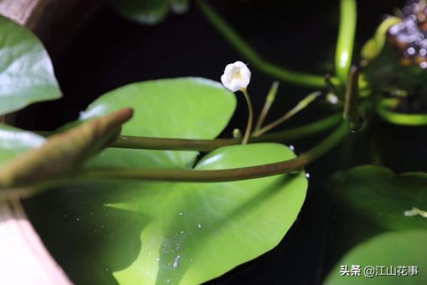 江山种植笔记 如何避免一叶莲烂边