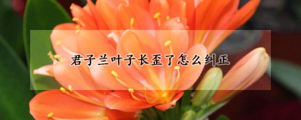 君子兰叶子长歪了怎么纠正