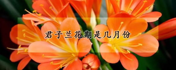 君子兰花期是几月份