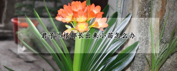 君子兰根部长出来小苗怎么办