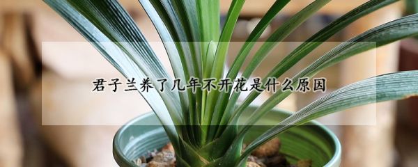 君子兰养了几年不开花是什么原因