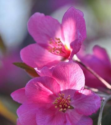 鸡心果的开花时间（揭秘鸡心果花期、花朵特征和繁殖方法）