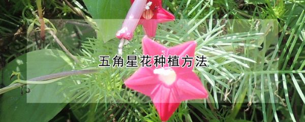 五角星花种植方法