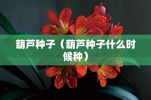 葫芦种子（葫芦种子什么时候种）