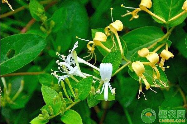 金银花种植方法和管理技术-图片版权归惠农网所有