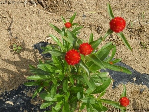 千日红种子发芽出苗开花图片