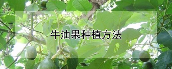 牛油果种植方法