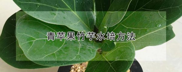 青苹果竹芋水培方法