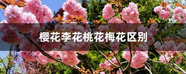 樱花李花桃花梅花区别