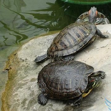 养乌龟的水可以浇花吗，乌龟水浇花有什么好处