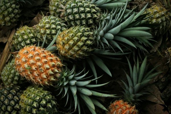 Cuánto tarda en crecer una piña